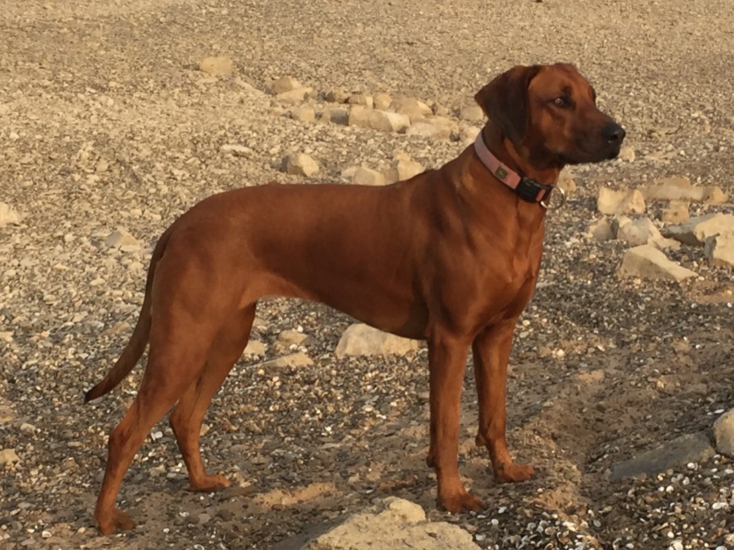 Shangani Louma Ona Oneka