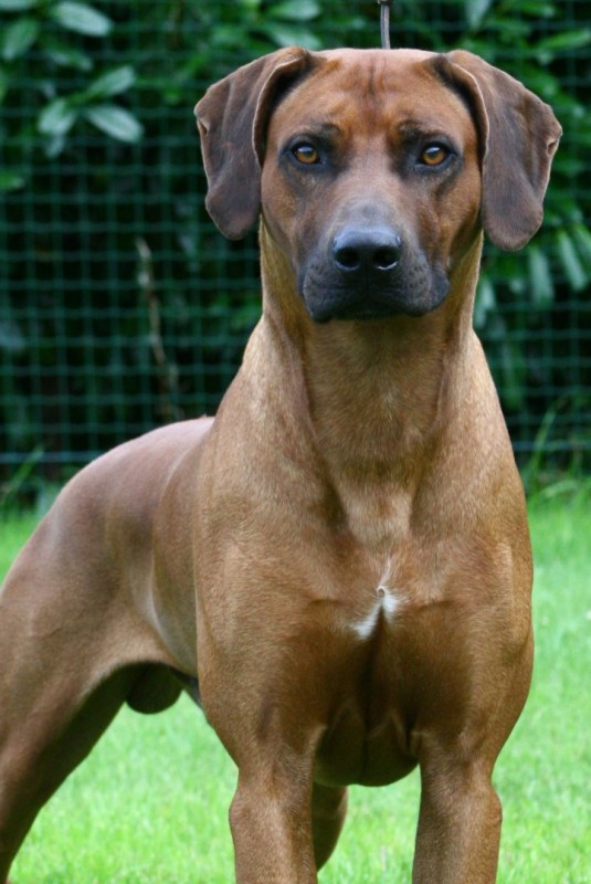 MSWATIS Black Beauty