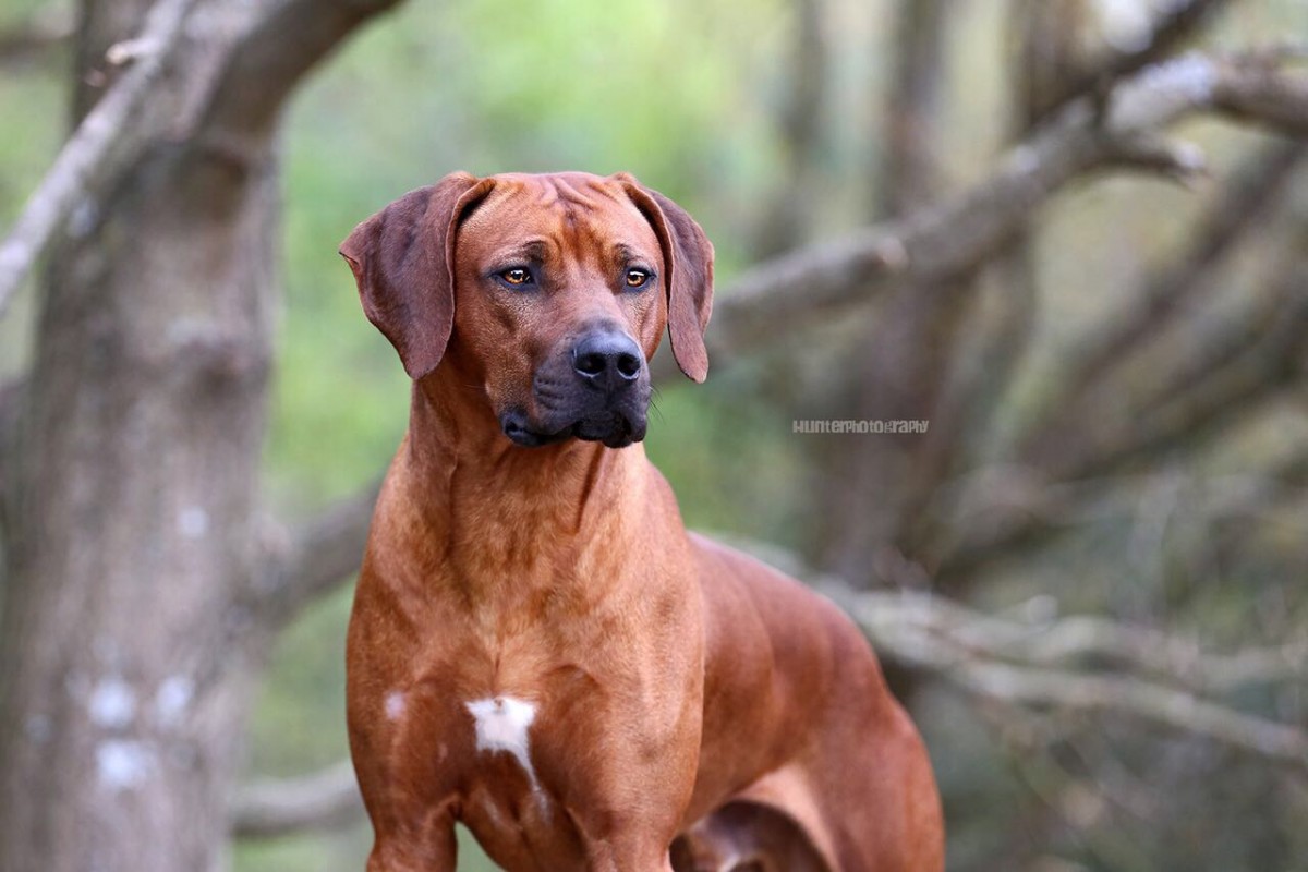 A Ajabutamu Fallou Milo Lucas