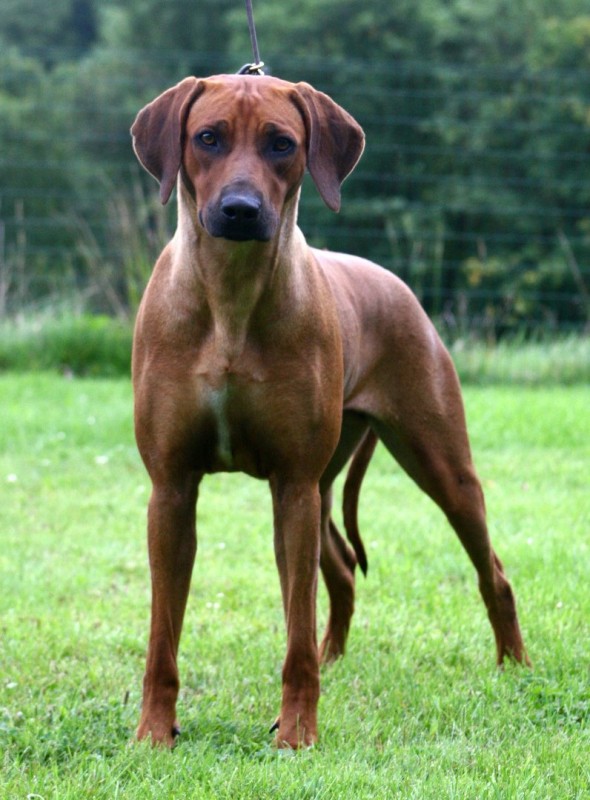 Dakari von Müllers Wonda