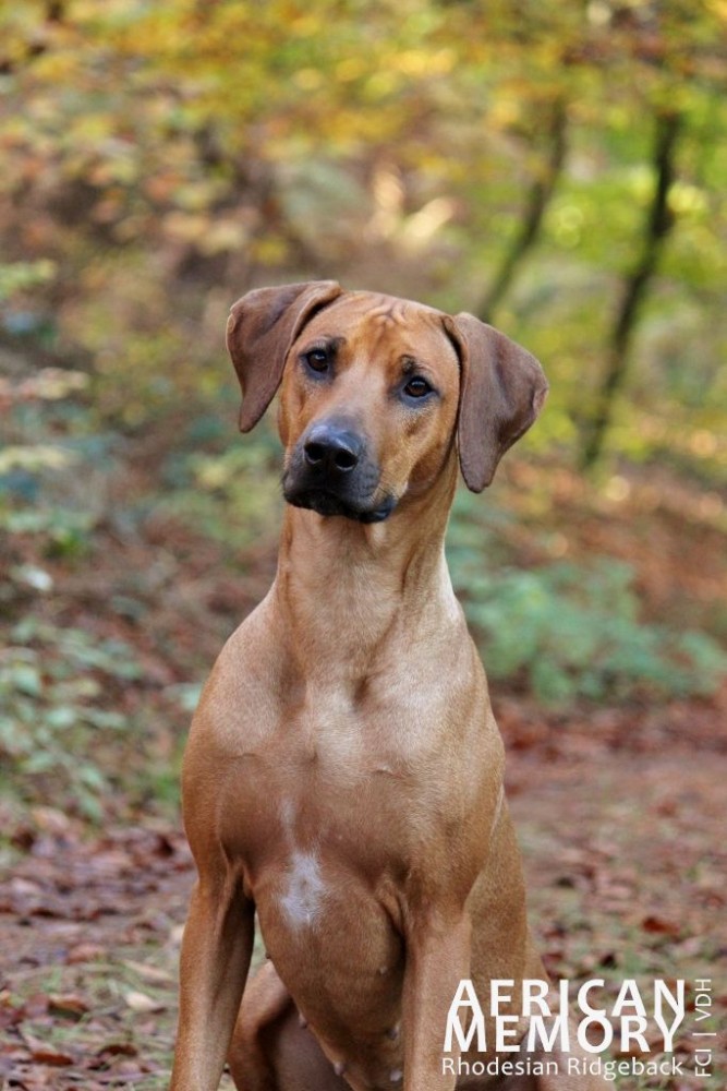 African Memory Amabo Dream Come True