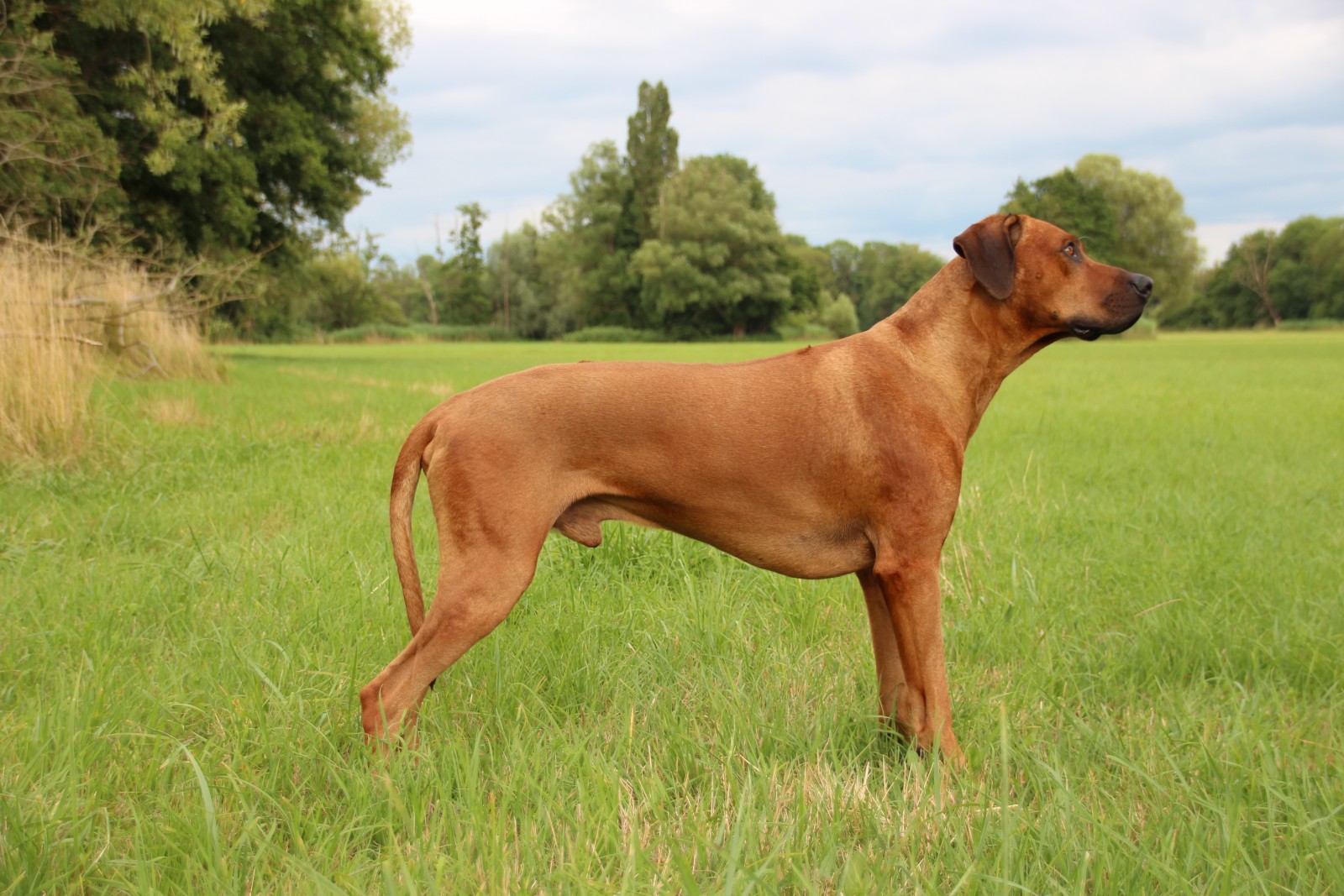 Good Hope at Kuraman of the Red Lion Hunter