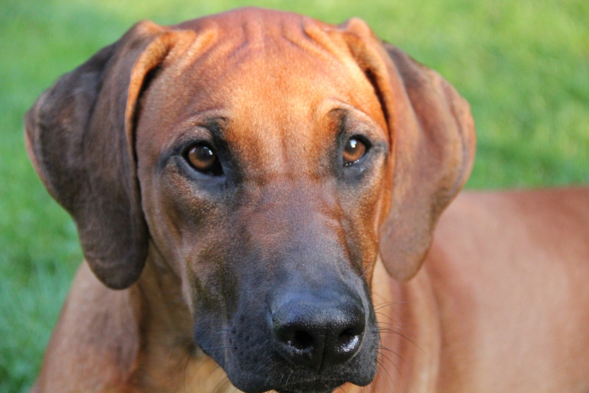 Nyangoma African Mali