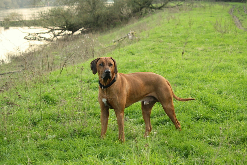 IMARA JABALI Out of Heaven