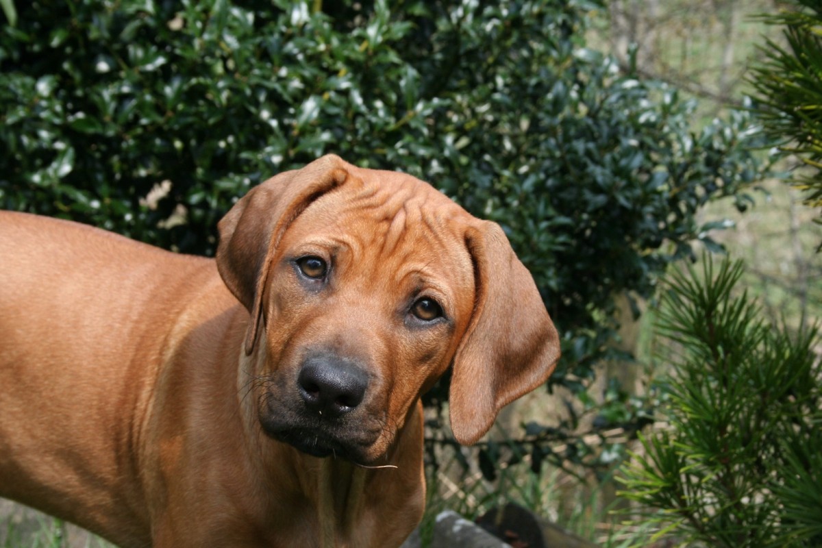 Yihla Moya Baha Bayoola