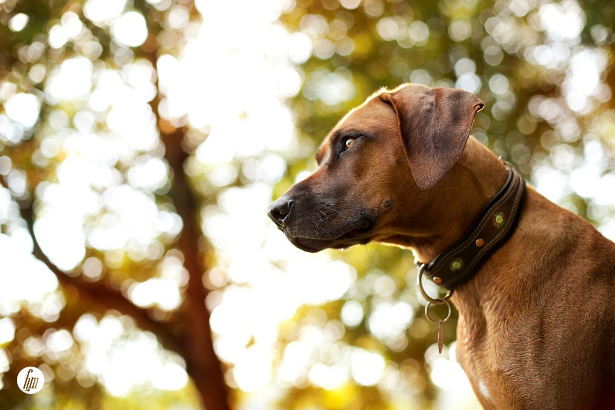 NYAMAKARI Alika Lisha