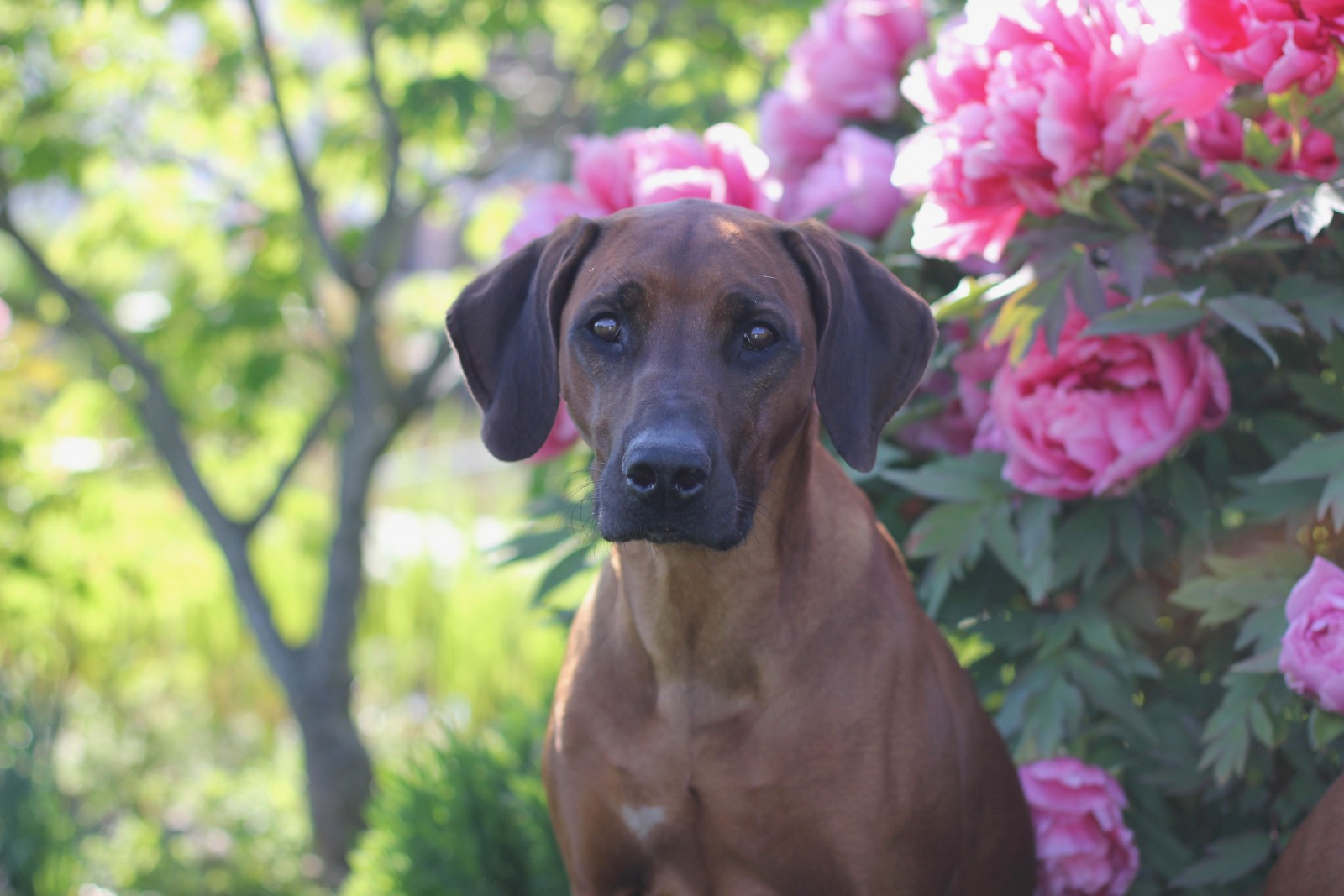 Manisa Bahiya Boogsie Boogs