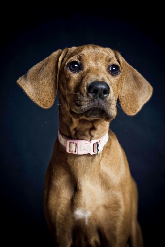 Nyamakari Dacey Rose