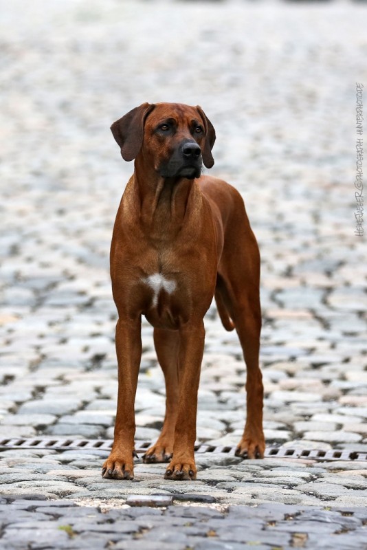 A'Maamuni African Rising Sun