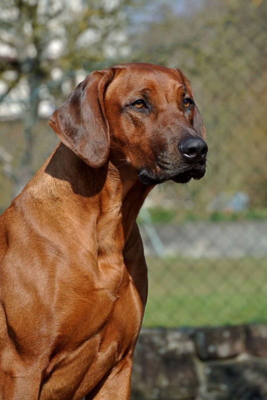 Imkahena Jumaane Jahzara