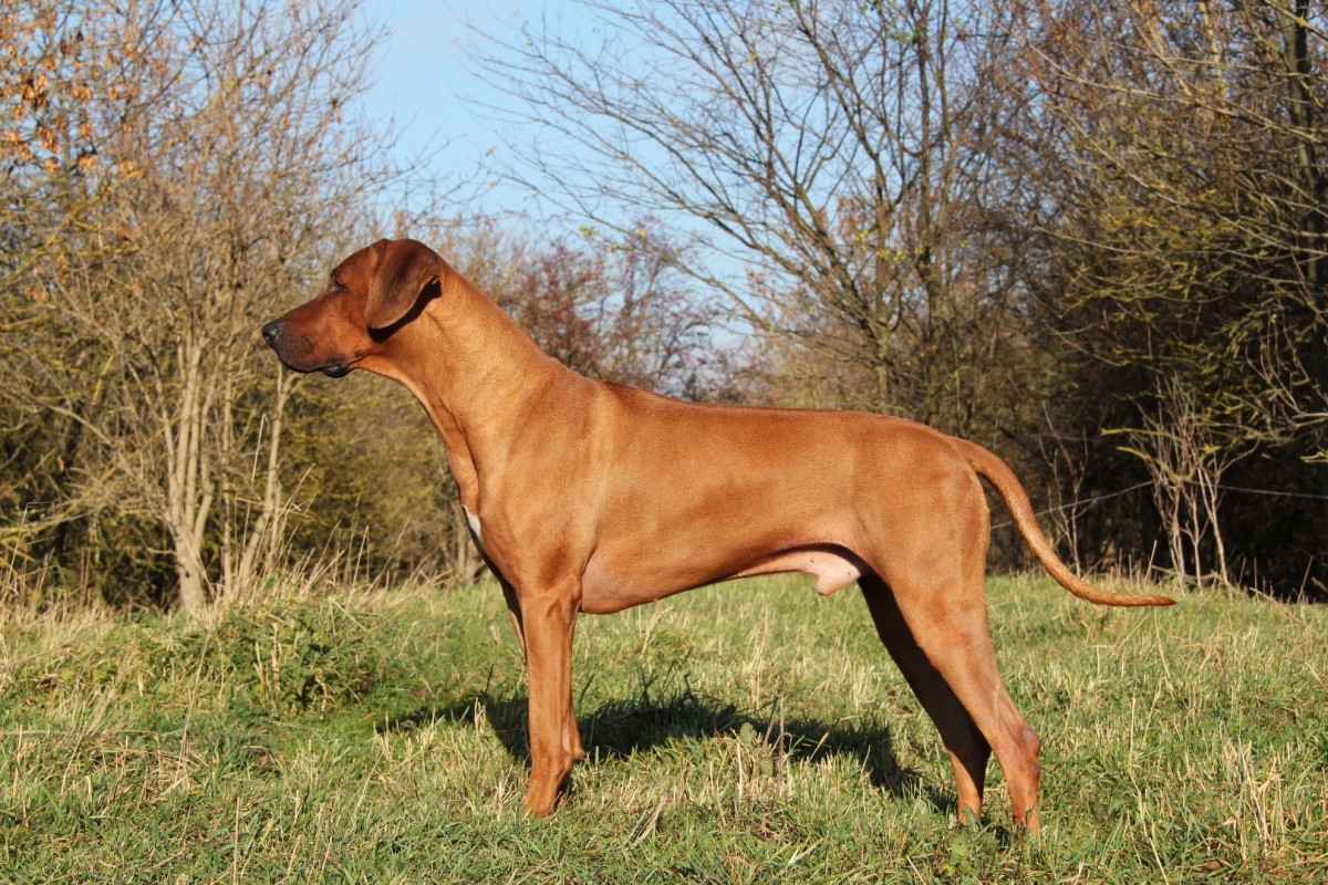 Chadari Djuma of Boshasa