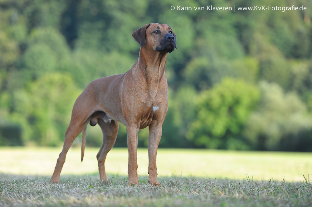 Akono Nayoma Fajua Chillalo