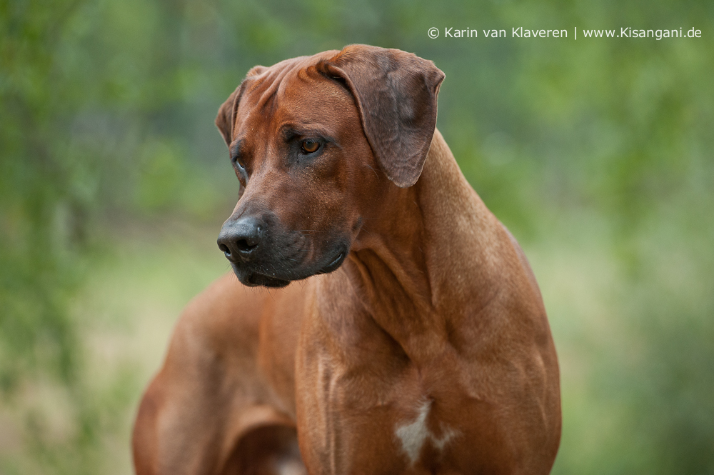 Kisangani Jaylou-Jay