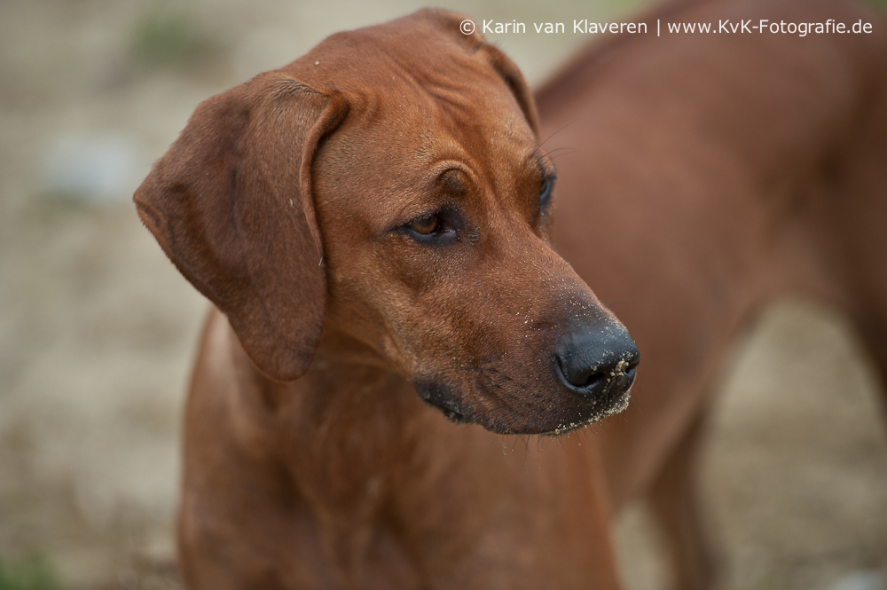Umzingeli Chakari Makaranga Edda