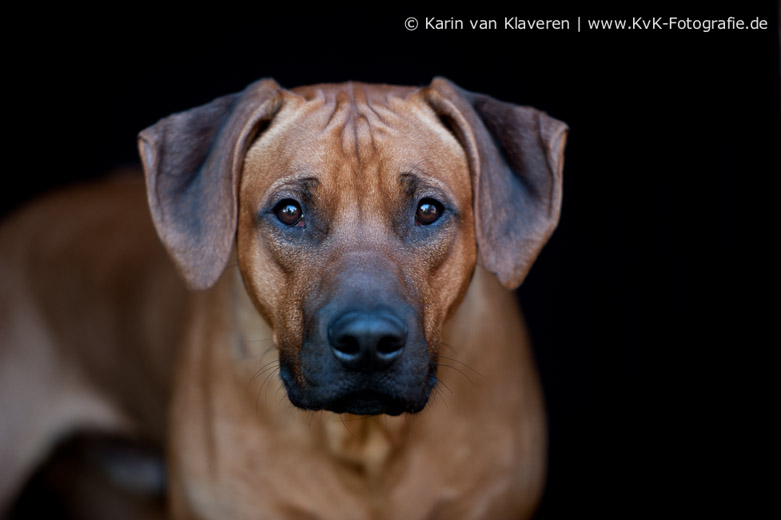 Nemoyo Wangu Amore Zumak