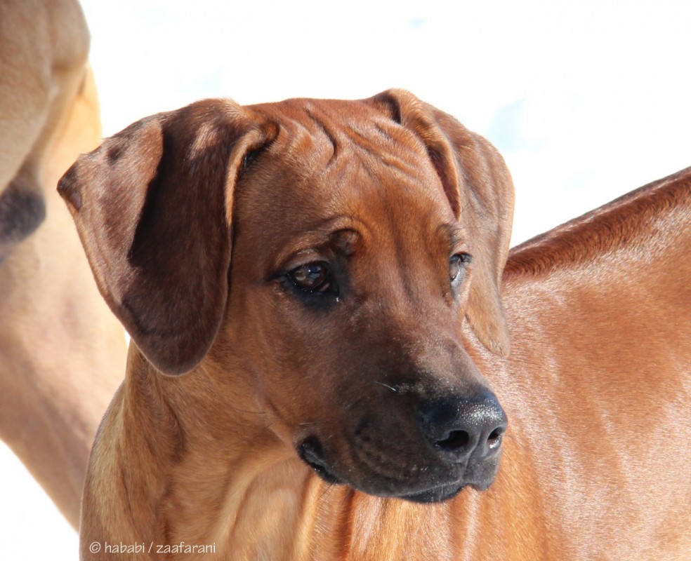 Zaafarani Amber Sweet As Honey Kiddo