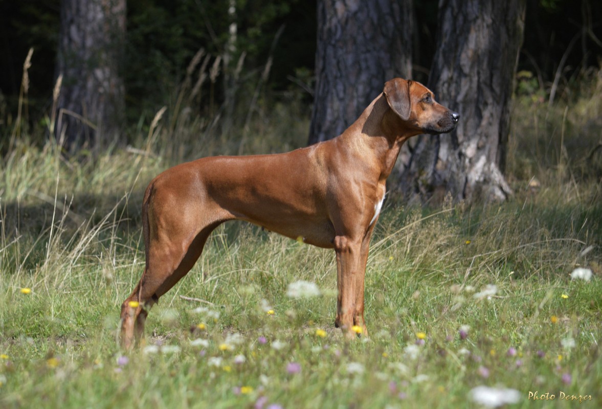 Ch. Shumba Diketi Kimba