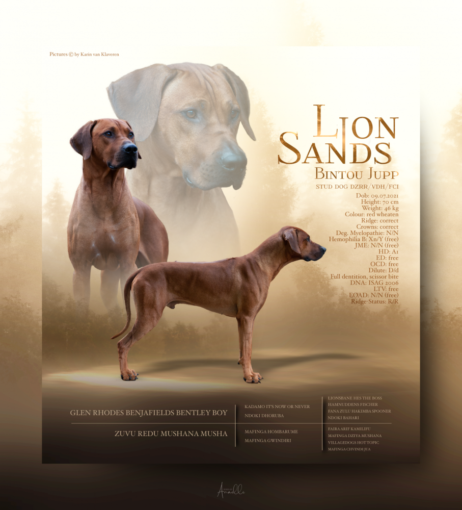 Lion Sands Bintou Jupp