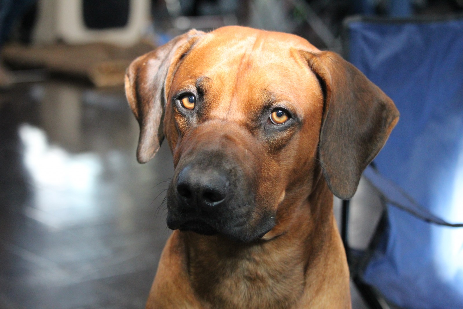 Tunapendana Bhanu Ekundayo Bongani