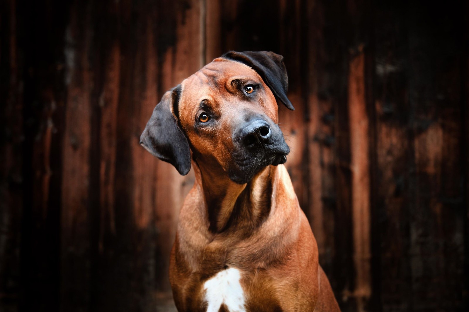 Maylo v. Hoeve de Hoef