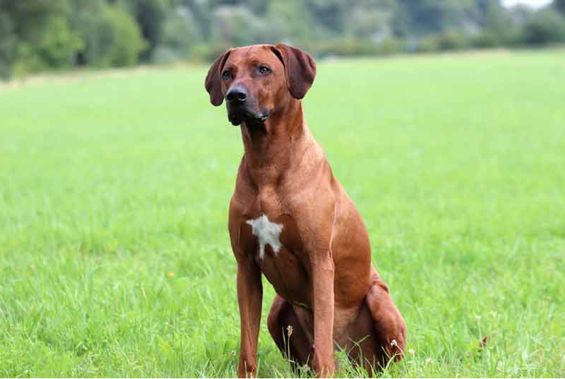 African Roots Bayani Cooper