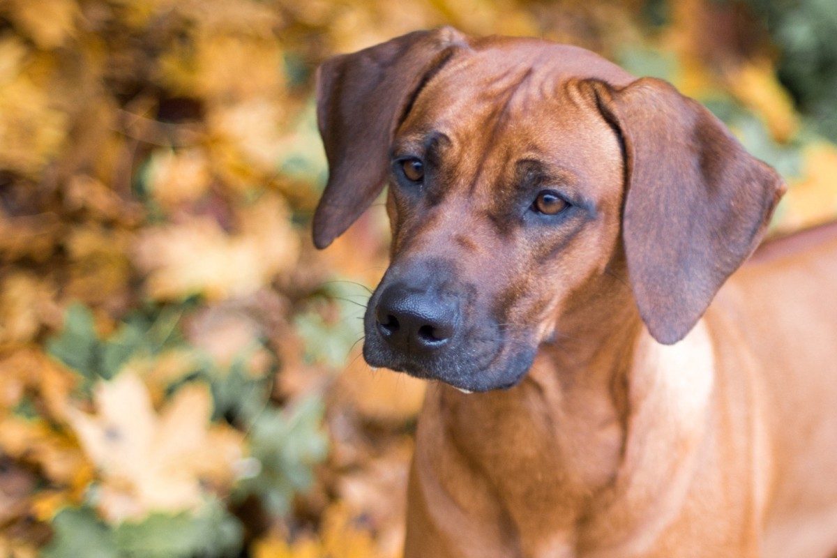 G’nali Nyima zur Liesbergmühle