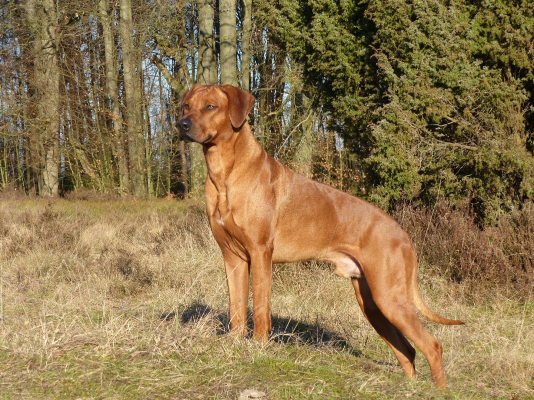 Nyangoma African Kuba