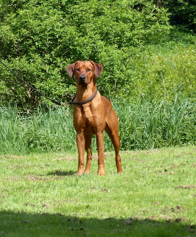 Nyangoma Ball of Fire Baku