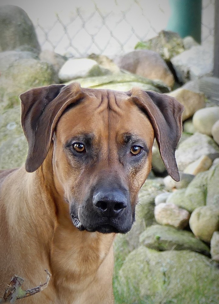 Jabaro of Sansibar Island