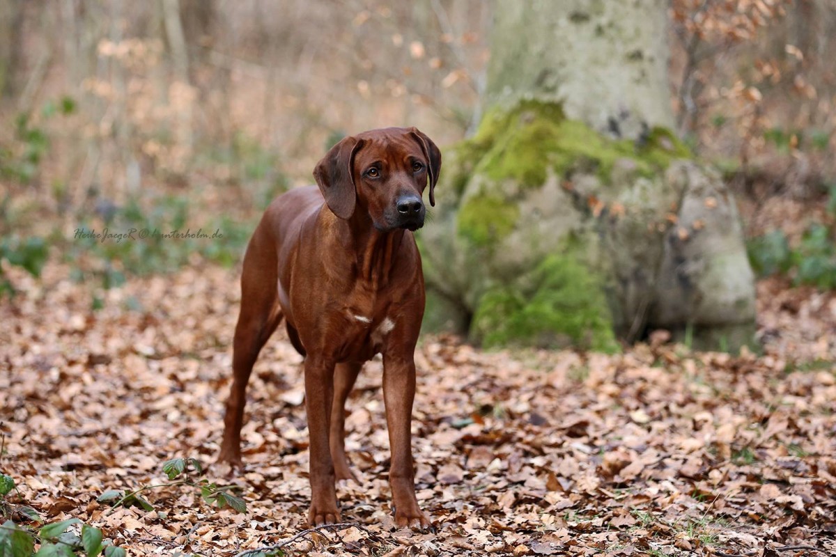 Banda la Farasi Grace of Hunterholm