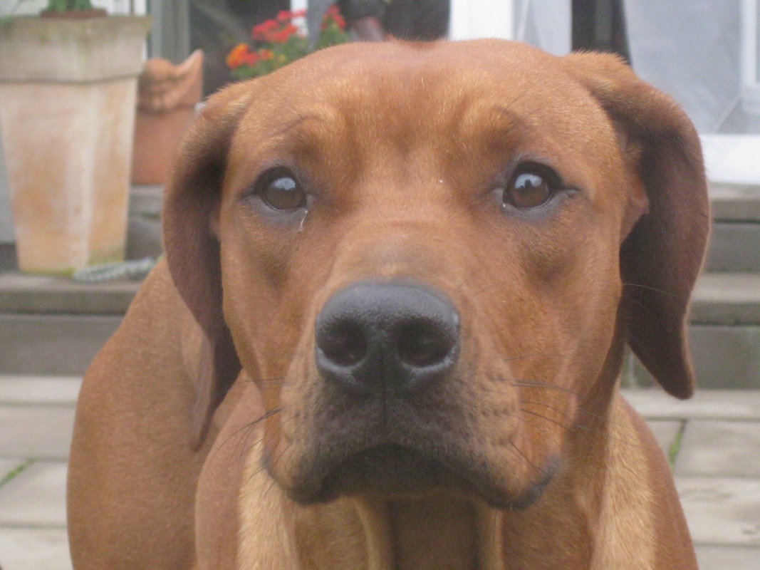 Francesca MEMORY OF THE OLD RED HUNTER