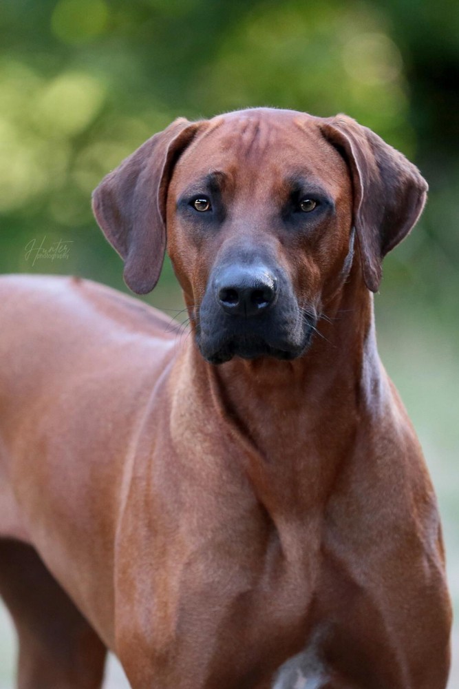 Banda la Farasi I’m Tea