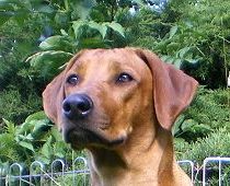 Yashangaa Bashiras Karimu Uzuri