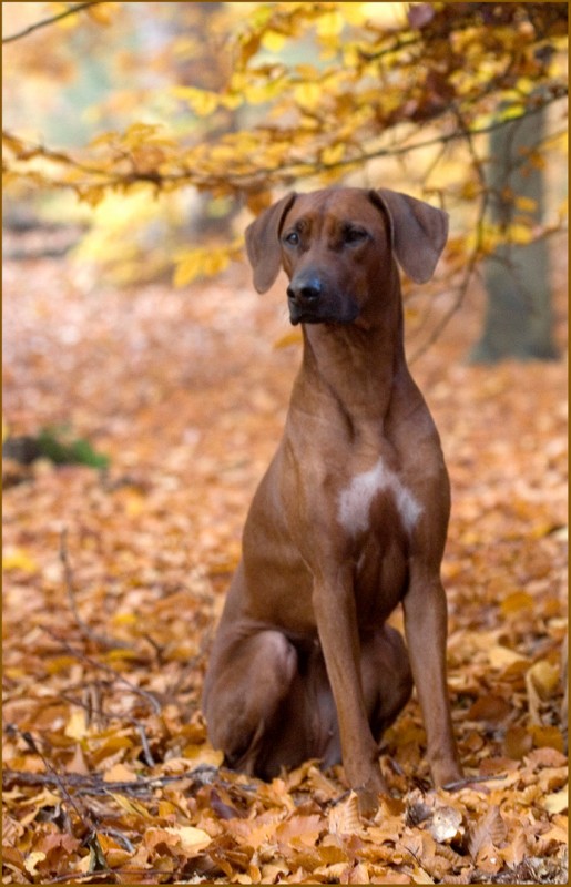 MOYO WA SIMBA Cariba Nilaja