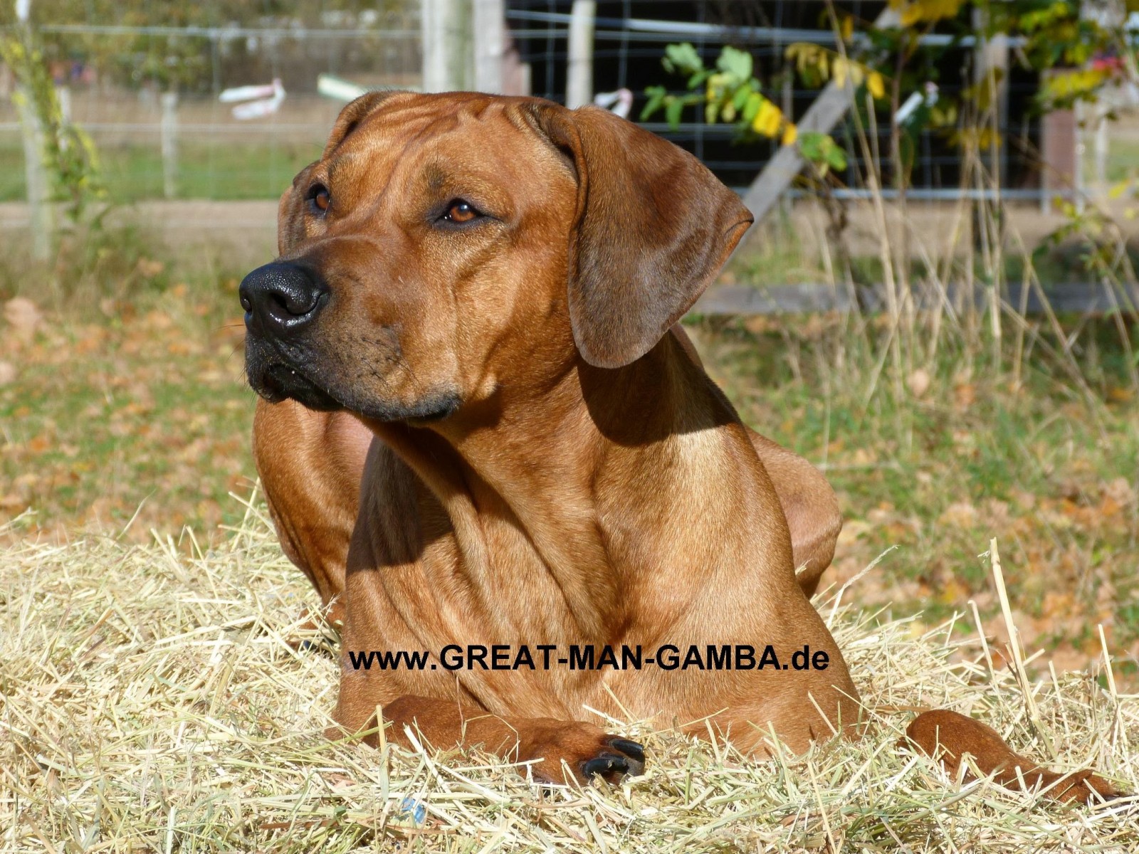 Great Man Gamba OF SANSIBAR ISLAND