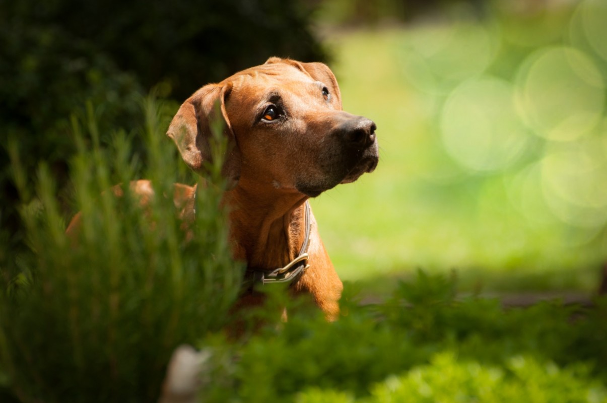 ASABI FROM MISTERY CASTLE