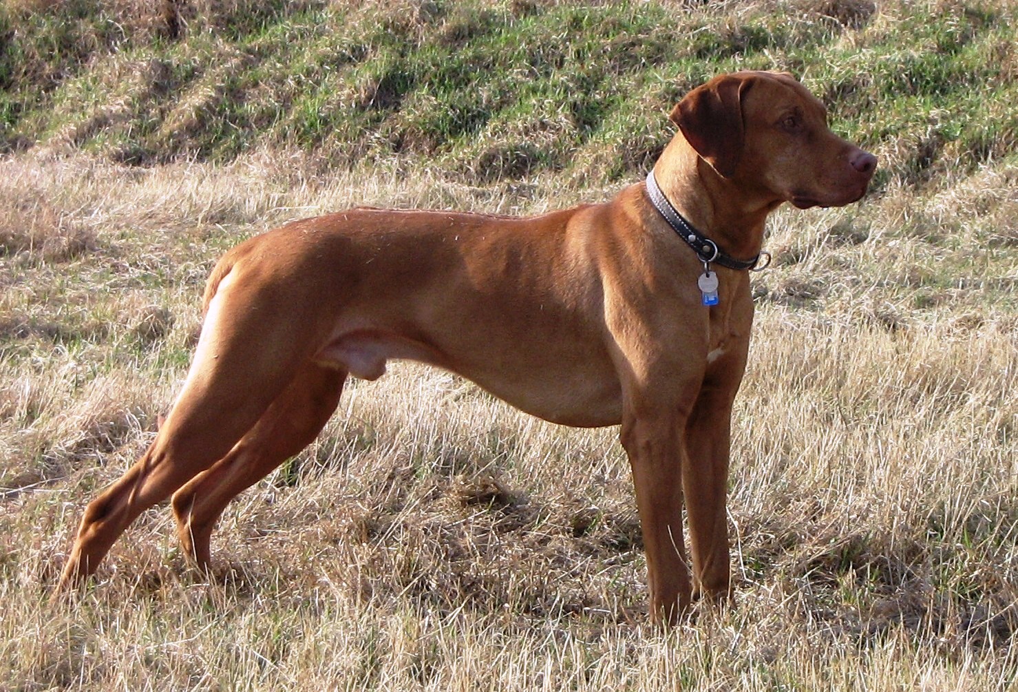 Inja Upesi Candy of Kidogo Ajabu