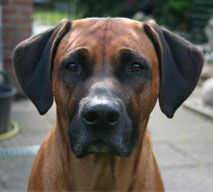 CHINGOLA MAANHAAR Chuma