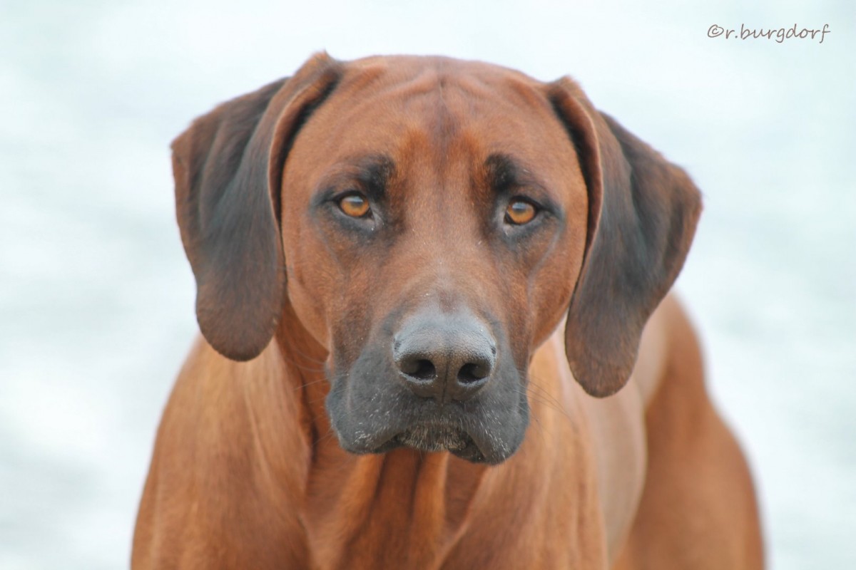 Edward Aziz of Kimberley's Diamonds