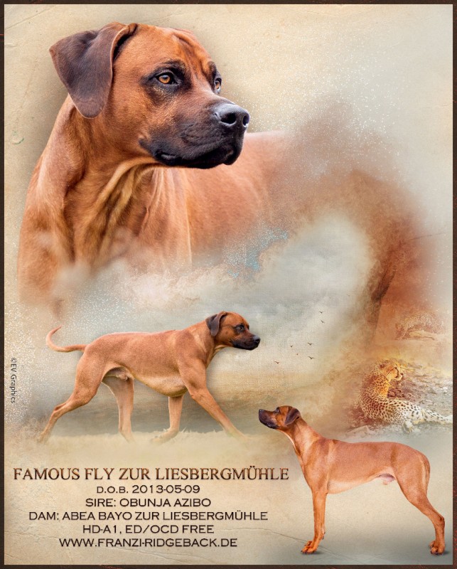 Famous Fly ZUR LIESBERGMÜHLE