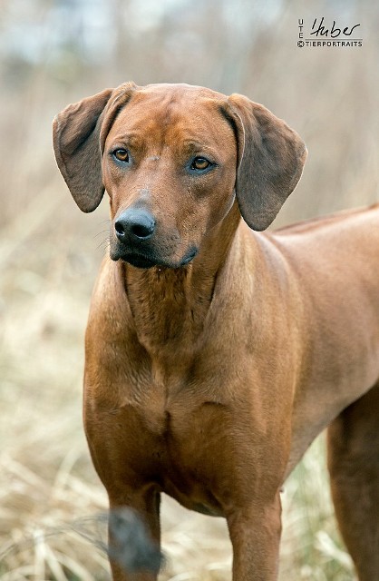 Bijongo Blue Pearl of the Imbassa Tribal