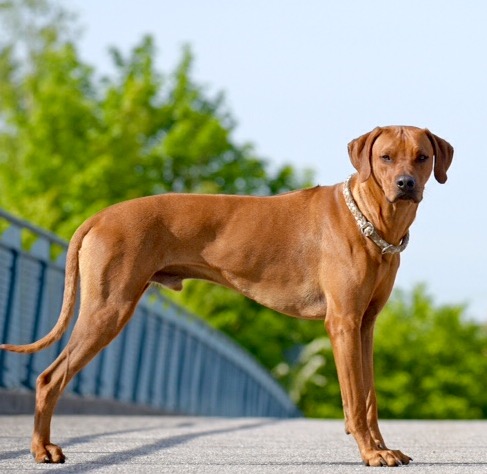 Bijongo Bela of the Imbassa Tribal