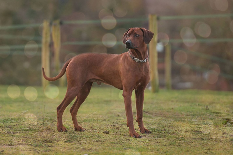 Veldtkammer Yumazin Zejak