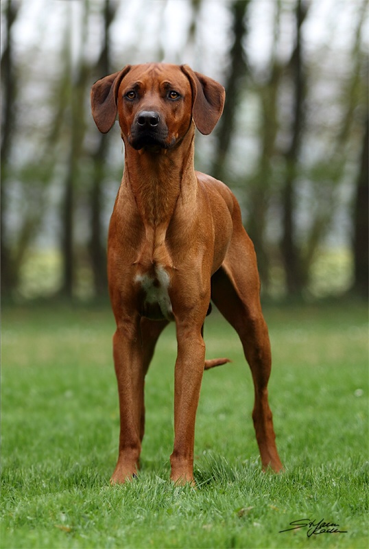 RAFIKI YANGU Chuma Imani