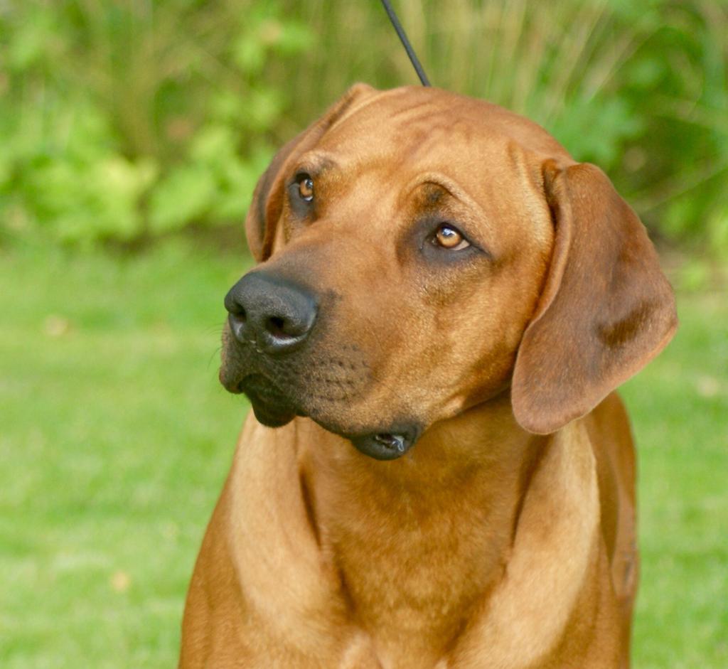 Saimon's Praide J'Ace of Ace