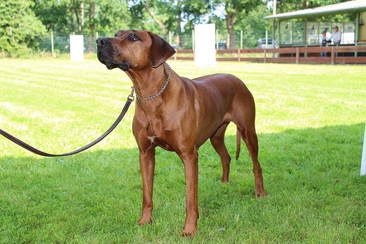 Shangani Fadia Bashira