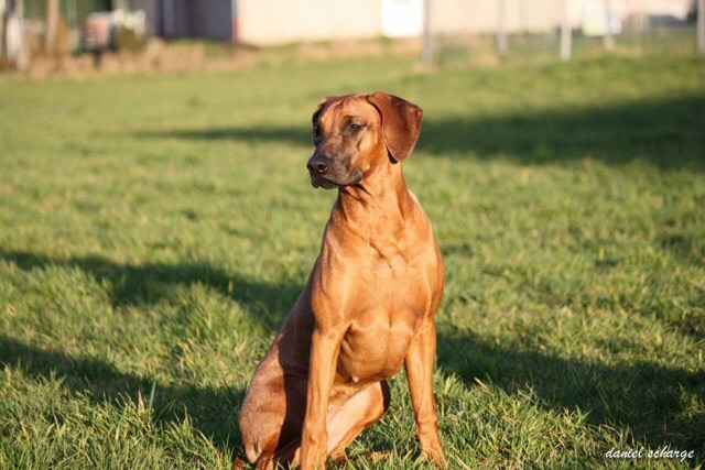 Sabayuma Ceyavali Njeri