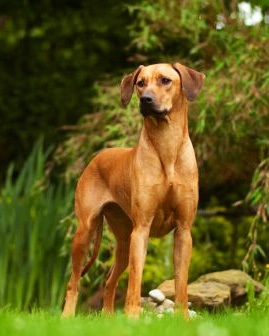 Goya of Sansibar Island