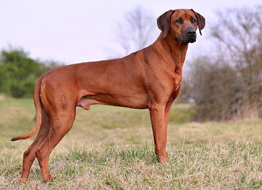 Azizi Nille Kwanyoni