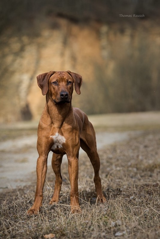 Dykumos Magical Charm